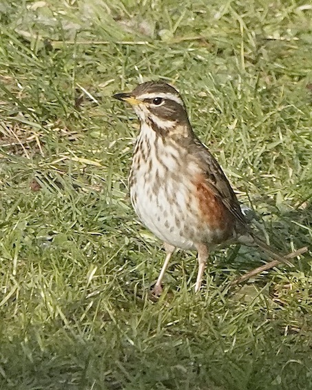 redwing